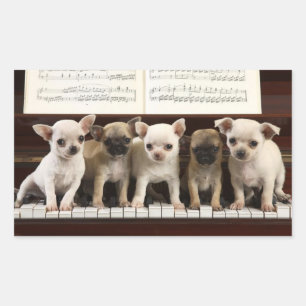 Sticker Rectangulaire Chiot Chihuahua au piano ( Chewawa , Chiwawa )