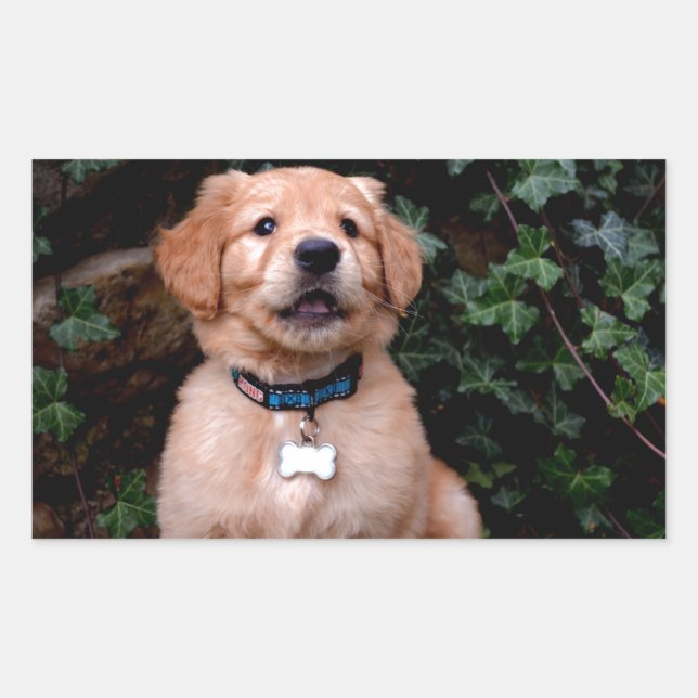 Sticker Rectangulaire Chiot Golden Retriever (Devant)