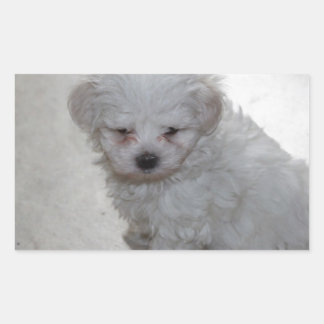 Sticker Rectangulaire Chiot Maltais (9 Mois)