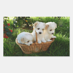 Sticker Rectangulaire Chiots, Coton de Tulear, Chiots