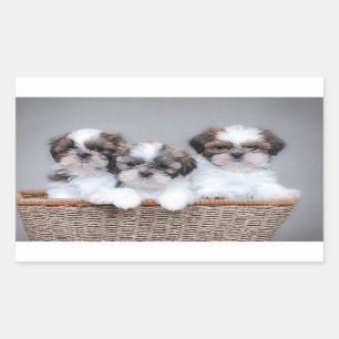 Sticker Rectangulaire Chiots de Shih Tzu
