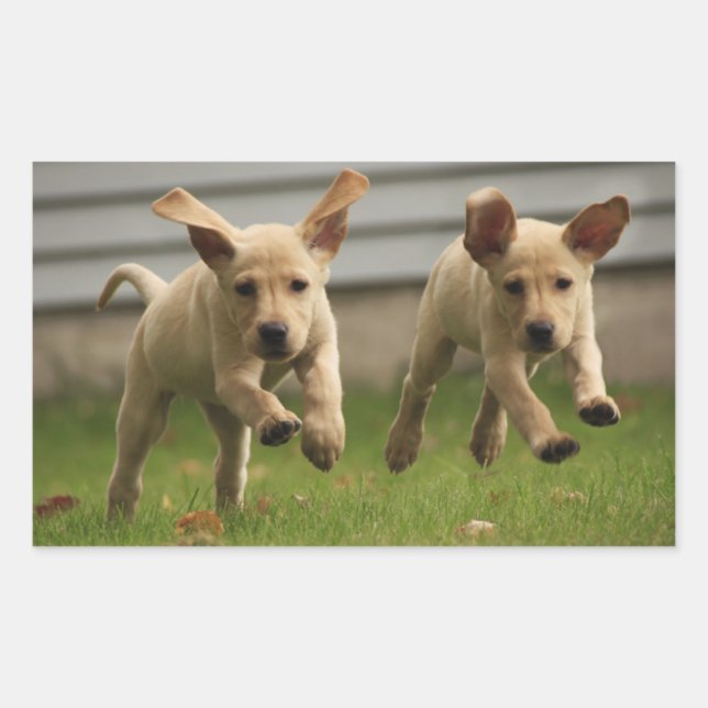 Sticker Rectangulaire Chiots jaunes du Labrador qui courent (Devant)