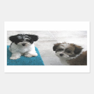 Sticker Rectangulaire Chiots Secourus Havanais Noir Blanc Gris