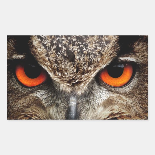 Sticker Rectangulaire Chouette (Devant)