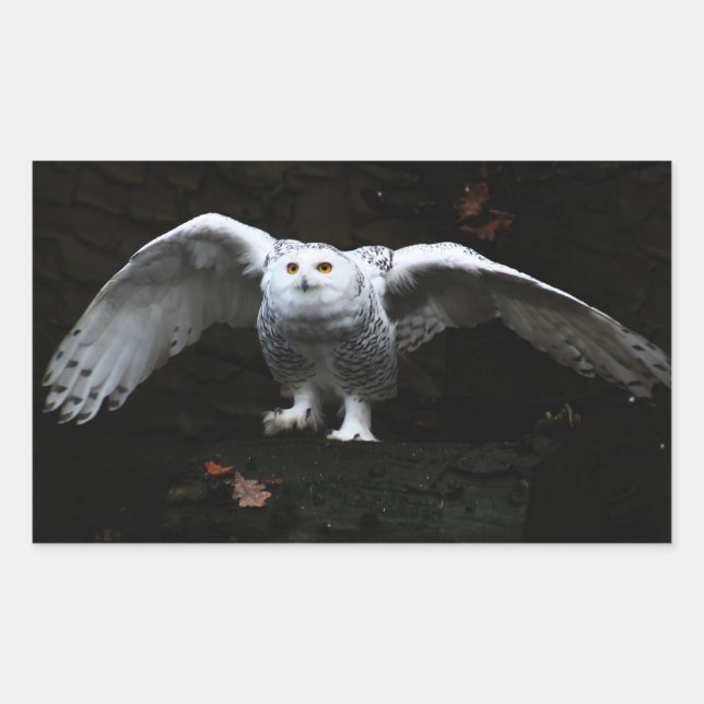Sticker Rectangulaire Chouette à neige avec ailes ouvertes stcn (Devant)