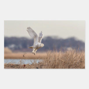 Sticker Rectangulaire Chouette neige décolle