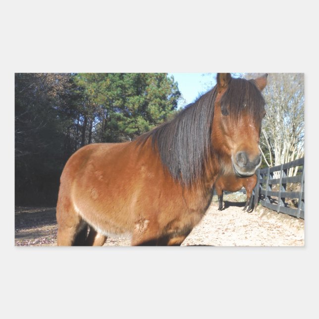 Sticker Rectangulaire Ciel turquoise de poney Brown (Devant)