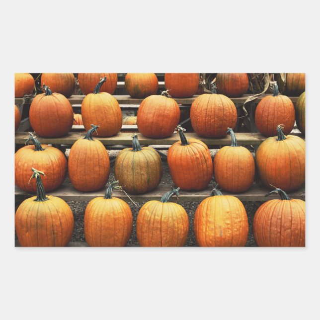 Sticker Rectangulaire Citrouilles d'automne (Devant)