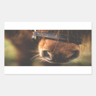 Sticker Rectangulaire Closeudo d'un mignon cheval Brown nez