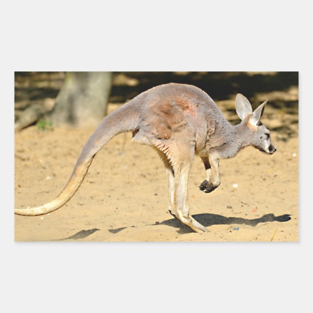Sticker Rectangulaire Closeup kangourou marche carte postale (Devant)