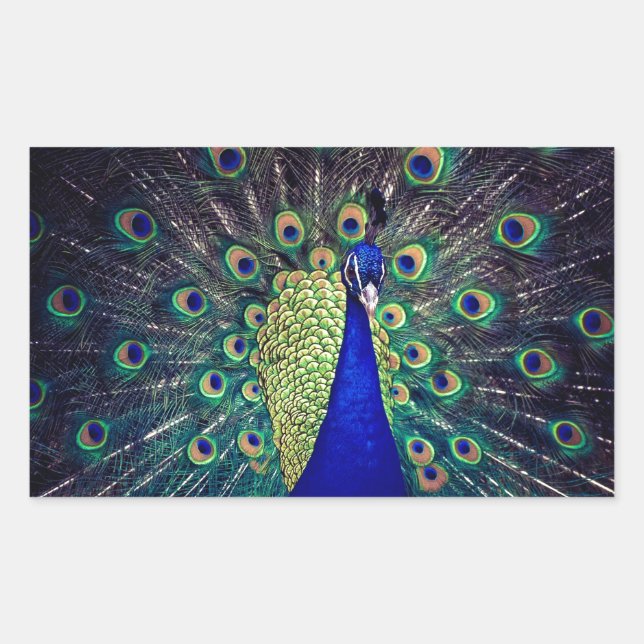 Sticker Rectangulaire Cobalt Blue Peacock (Devant)