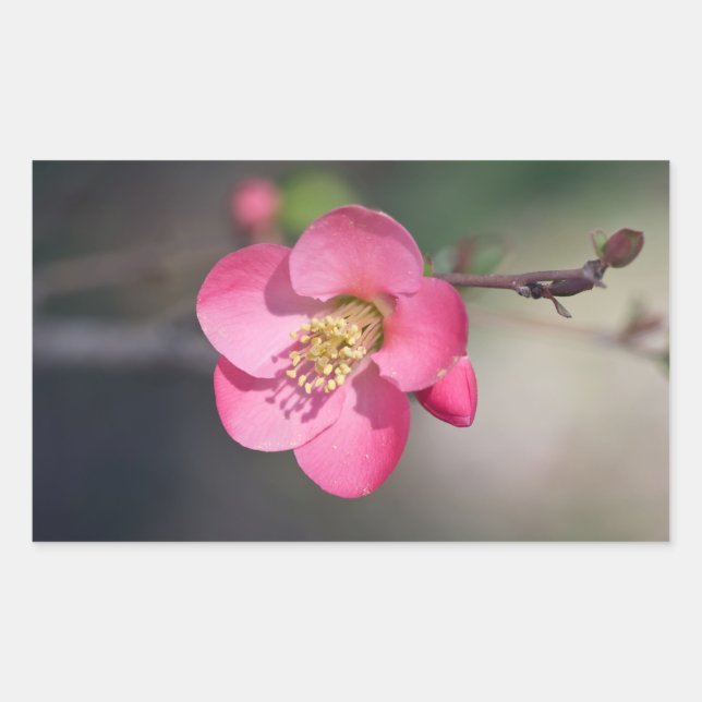 Sticker Rectangulaire Coingot de Fleur de Poirier Parfait Rose (Devant)