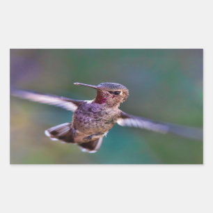 Sticker Rectangulaire Colibri