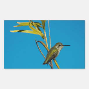 Sticker Rectangulaire Colibri à gorge rubis sur arbre