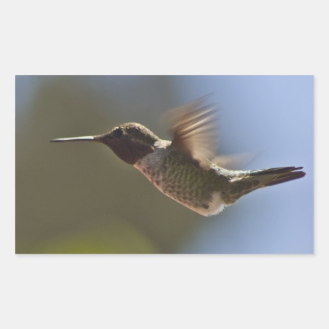 Sticker Rectangulaire Colibri en vol (Devant)