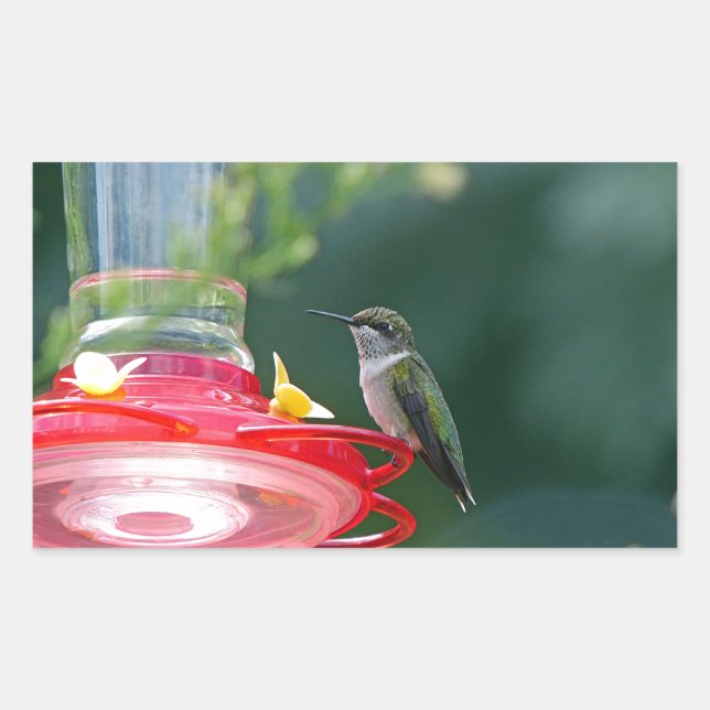 Sticker Rectangulaire Colibri perché (Devant)