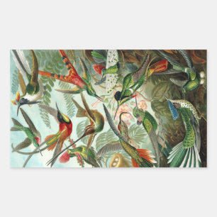 Sticker Rectangulaire Colibri (Trochilidae) par Haeckel Rectangle Sti