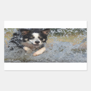 Sticker Rectangulaire collie frontière courant dans l'eau