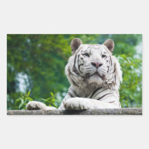 Sticker Rectangulaire Colonne de tigre blanc