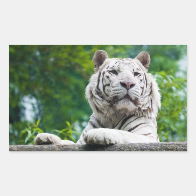 Sticker Rectangulaire Colonne de tigre blanc (Devant)