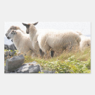 Sticker Rectangulaire Conception risquée - Moutons dans un champ
