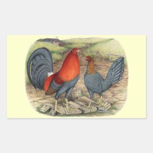 Sticker Rectangulaire Coqs américains bleus rouges