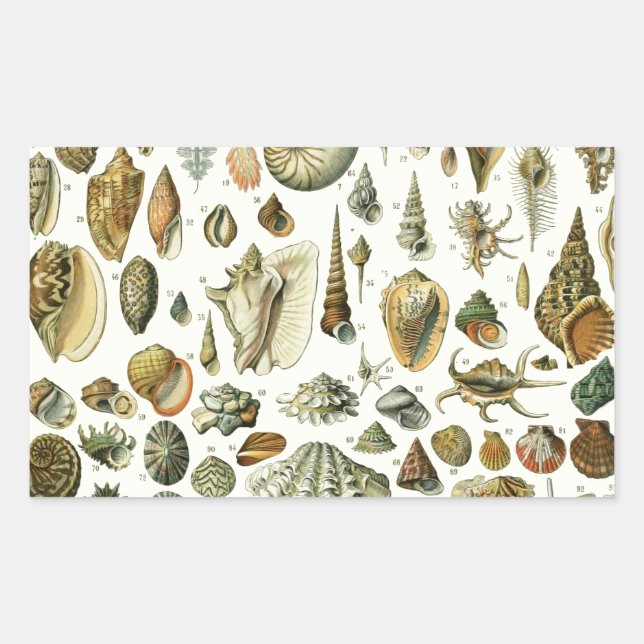 Sticker Rectangulaire Coquillages de coquillages Mollusk Clam Élégant Ar (Devant)