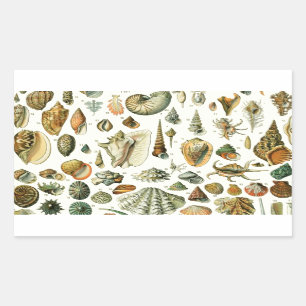 Sticker Rectangulaire Coquillages de coquillages Mollusk Clam Élégant Ar