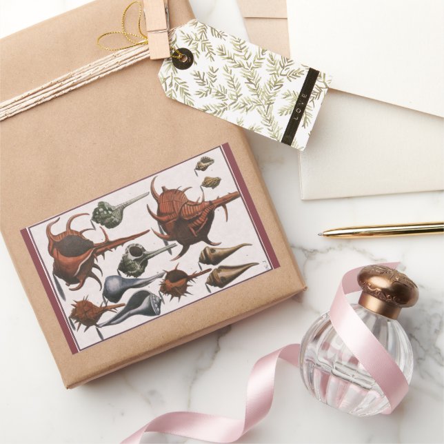 Sticker Rectangulaire Coquillages vintages, Coquillages océaniques Marin (Cadeaux)