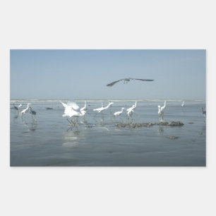 Sticker Rectangulaire Corneille noire et grues blanches : un contraste d