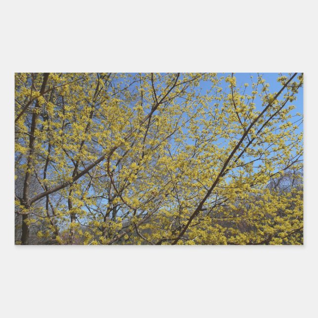 Sticker Rectangulaire Cornelian Cherry (Devant)