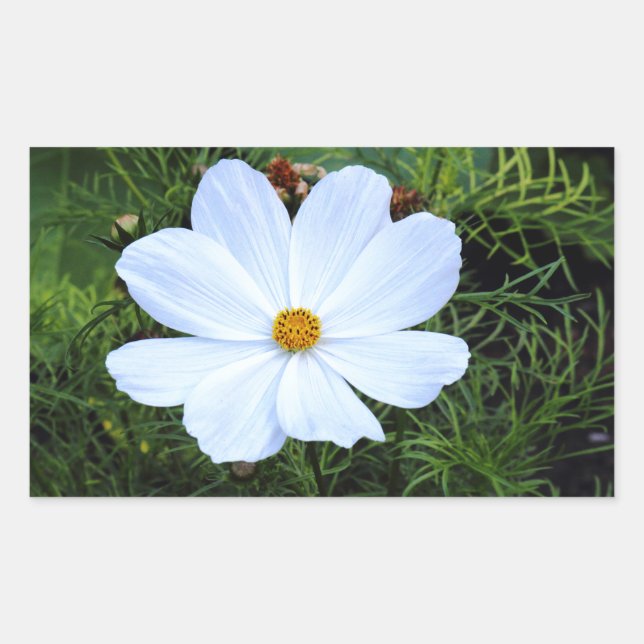 Sticker Rectangulaire Cosmos blancs (Devant)