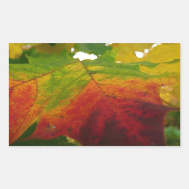 Sticker Rectangulaire Couleurs de la feuille d'érable Photographie de la (Devant)