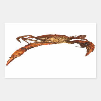 Sticker Rectangulaire Crabe bleu du Maryland