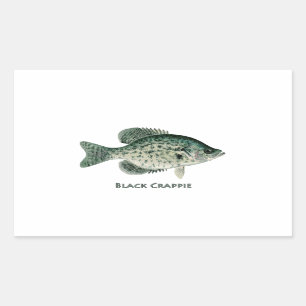 Sticker Rectangulaire Crappie noire