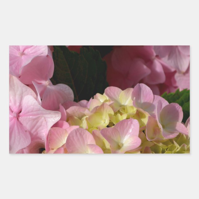Sticker Rectangulaire Crème rose Hydrangeas jaune rose vert floral (Devant)