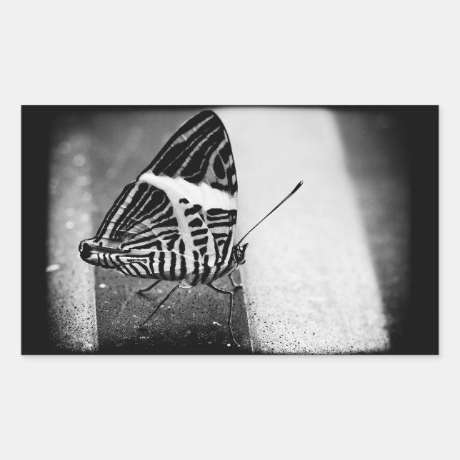Sticker Rectangulaire croisement de papillon (Devant)