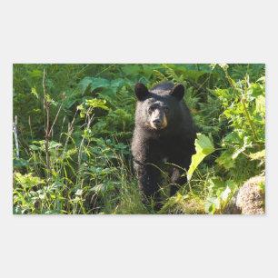 Sticker Rectangulaire Curieux ours noir