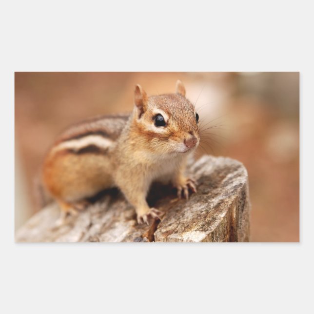 Sticker Rectangulaire Cute Chipmunk en attente (Devant)