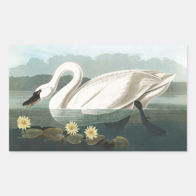 Sticker Rectangulaire cygne audubon cygnes d'eau blanche (Devant)