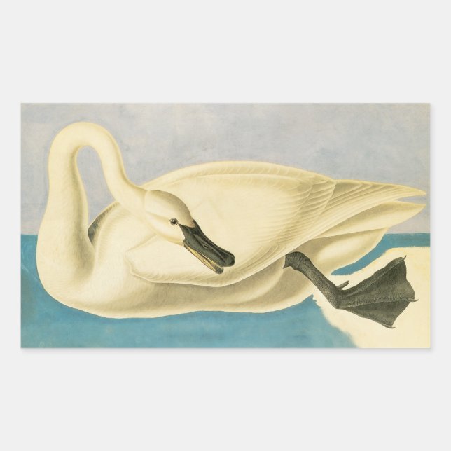 Sticker Rectangulaire Cygne trompette par John James Audubon, Oiseau Vin (Devant)