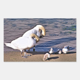 STICKER RECTANGULAIRE CYGNES
