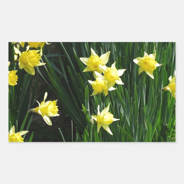 Sticker Rectangulaire Daffodiques de printemps (Devant)