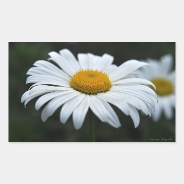 Sticker Rectangulaire Daisy - Face vers le haut (Devant)
