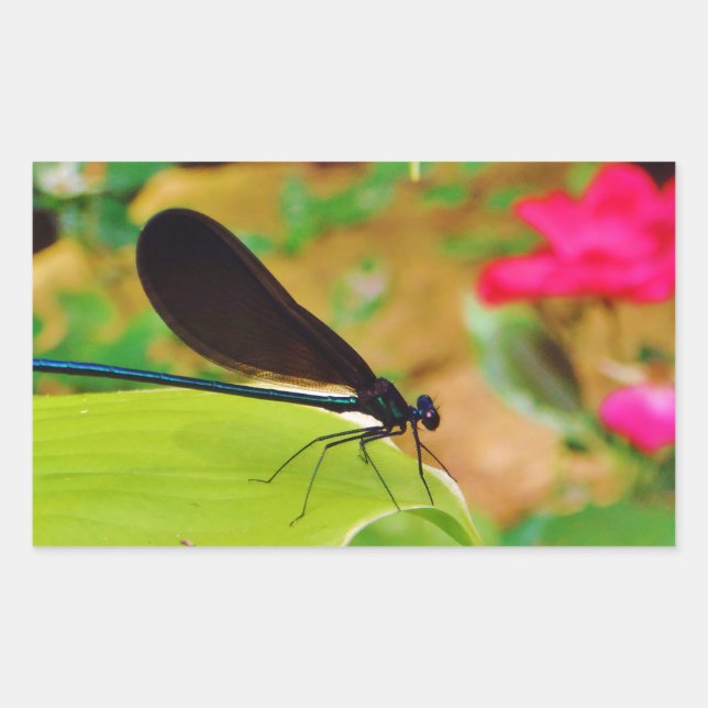 Sticker Rectangulaire Damselfly et Rose (Devant)