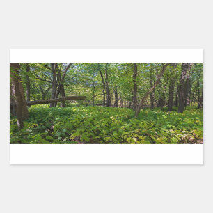 Sticker Rectangulaire dans la forêt à fort snelling state park