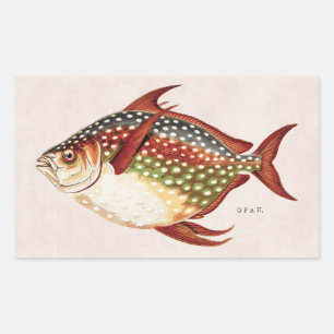 Sticker Rectangulaire Dessin sportif tropical de poissons d'Opah de