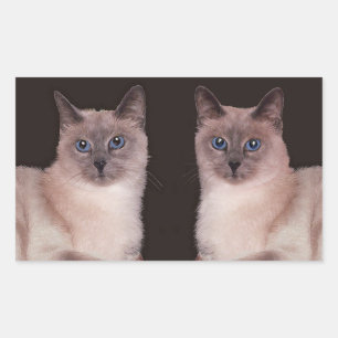 Sticker Rectangulaire Deux chats siamois