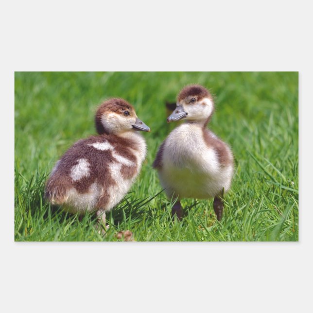 Sticker Rectangulaire Deux poussins d'oies égyptiennes (Devant)