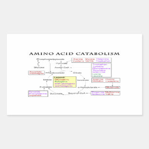 Sticker Rectangulaire Diagramme de catabolisme d'acide aminé